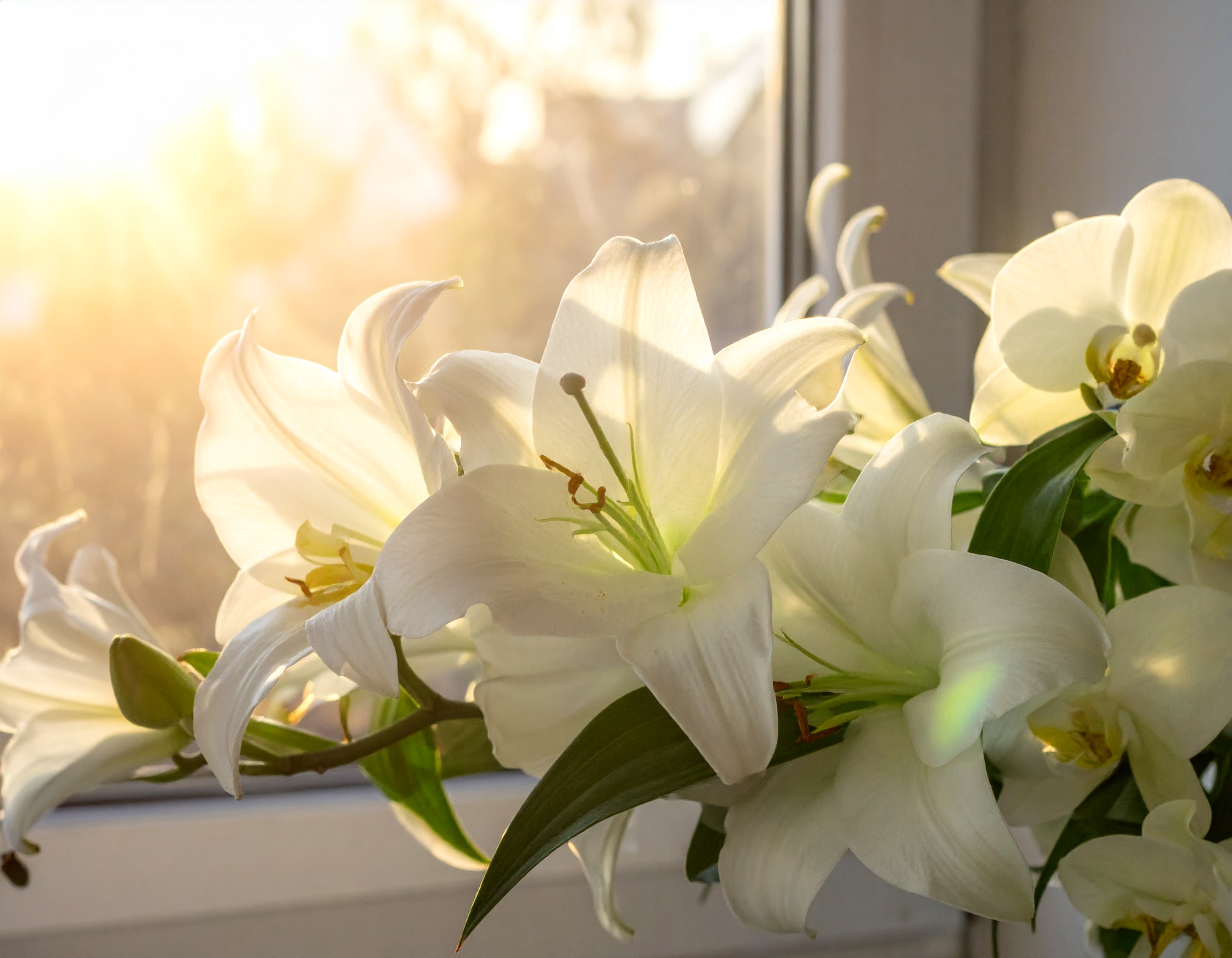 葬儀スライドショー背景に。無料の美しい動画素材【花・空・海】